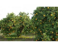 Las naranjas del duque: Naranjas de Valencia