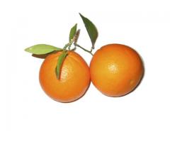 Las naranjas del duque: Naranjas de Valencia